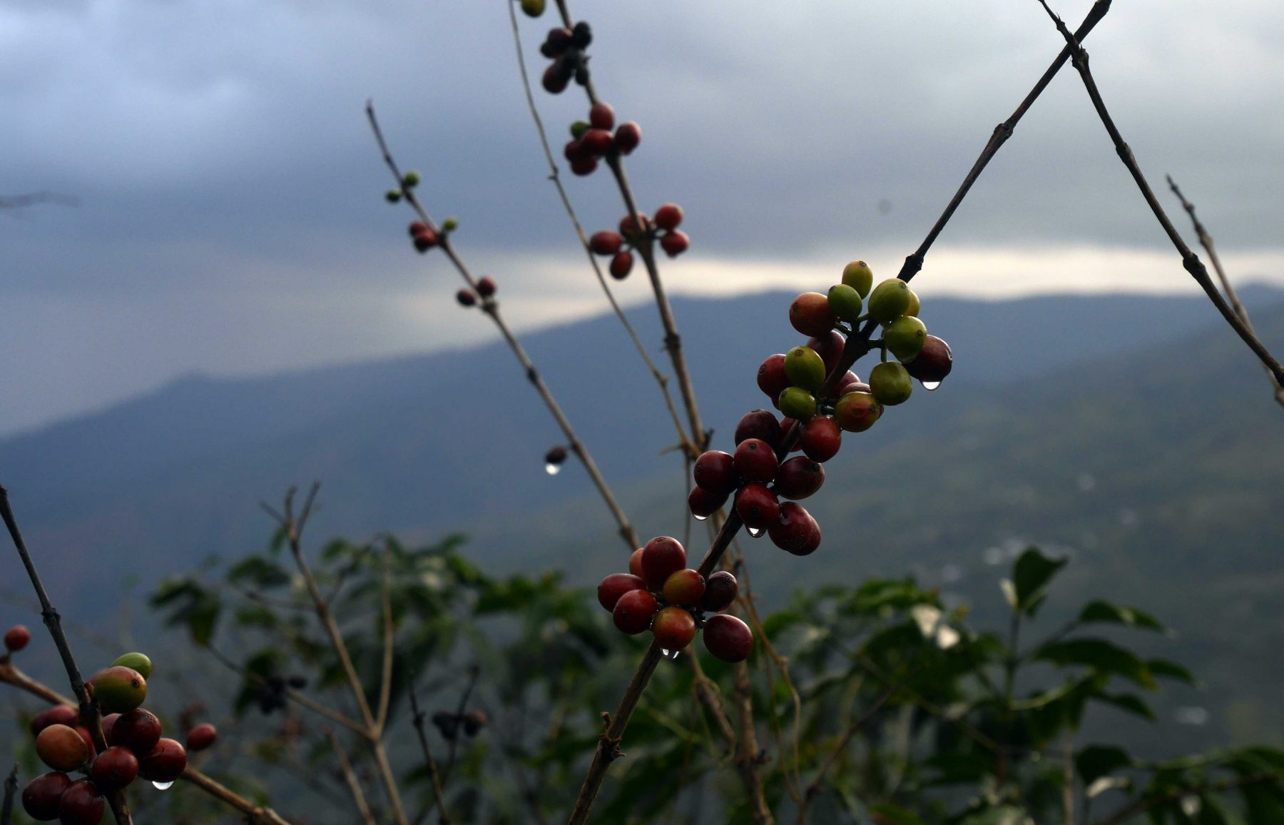 40-year-old-Typica-left-to-grow-wild,-reaching-for-the-clouds-as-the-sun-goes-down-just-outside-the-Village-of-Nueva-York.