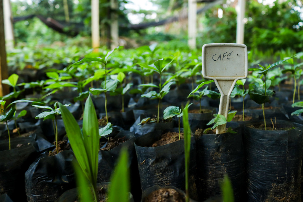 <em>Coffee seedlings growing in an Apui nursery (Amazon, Brazil).</em>