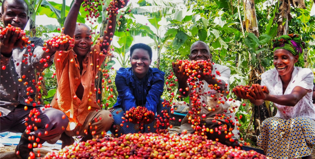 Red cherry, Uganda, Agri Evolve